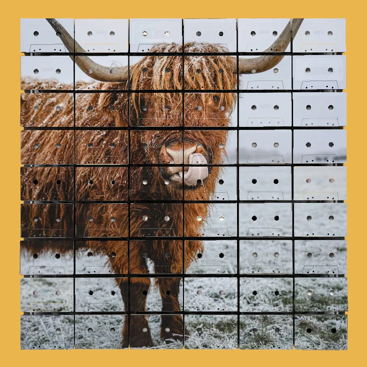 Frosty Highland Cow