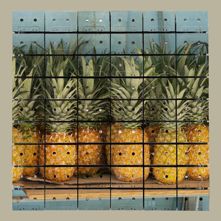 Several ripe pineapples with green leafy tops lined up on a wooden shelf in front of a faded blue wall.