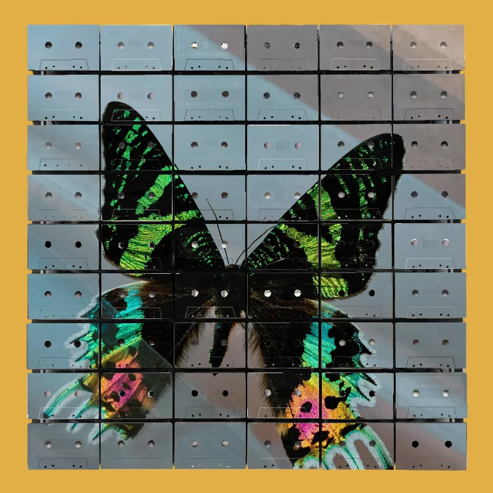 A butterfly with black wings featuring iridescent green patterns on the upper wings and multicolored hues including blue, yellow, and pink on the lower wings, resting on a translucent surface.